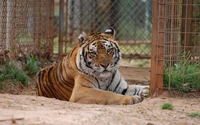 Bengal tiger [3] wallpaper 2560x1600 jpg