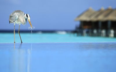 Bird drinking water from the pool wallpaper