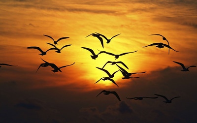 Bird flock silhouette wallpaper