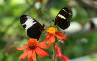 Black and white butterflies with red dots wallpaper 1920x1200 jpg
