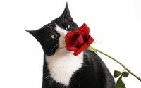 Black and white cat sniffing a red rose wallpaper 1920x1080 jpg