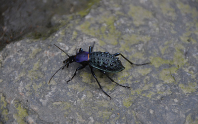 Black beetle wallpaper