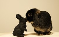 Black bunny wallpaper 2560x1600 jpg