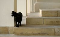 Black cat waiting on the stairs wallpaper 1920x1080 jpg