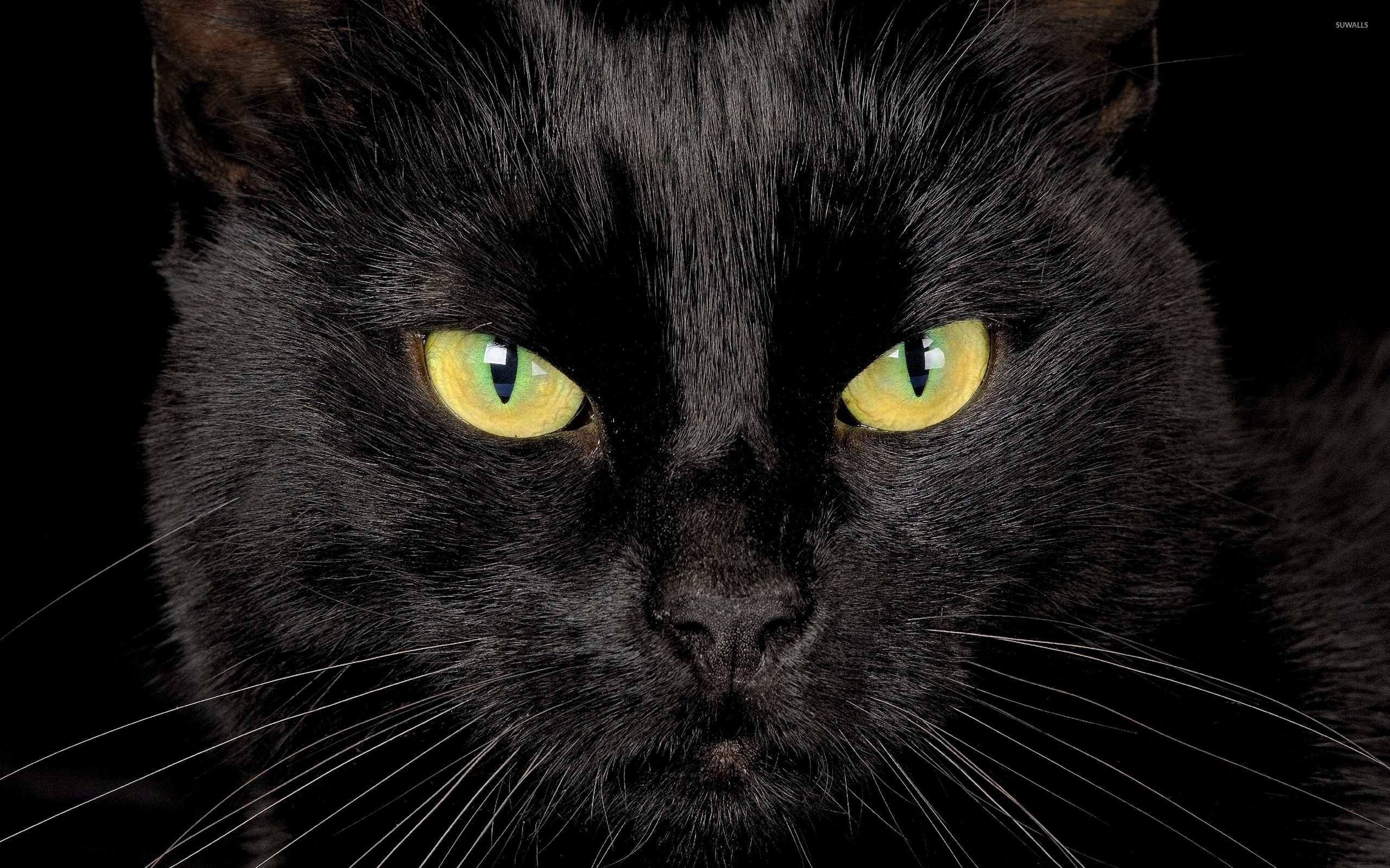 Black Cat Yellow Eyes Hd Wallpaper