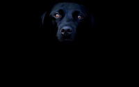 Black dog wallpaper 1920x1080 jpg
