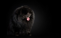 Black dog [2] wallpaper 2560x1600 jpg