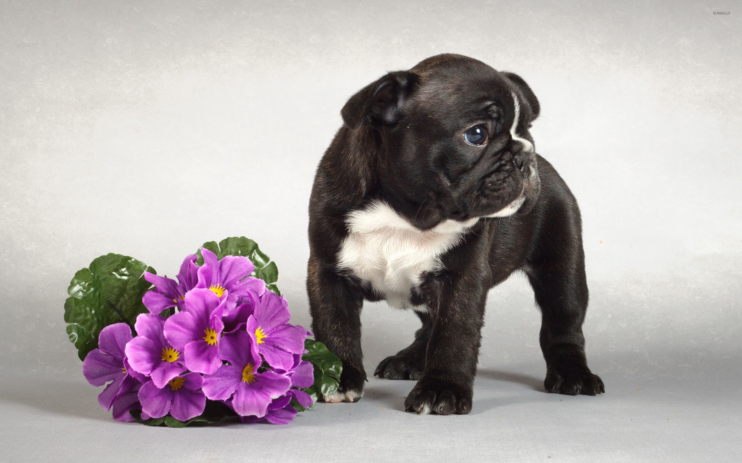 Black French Bulldog puppy near the purple bouquet wallpaper - Animal wallpapers - #50640