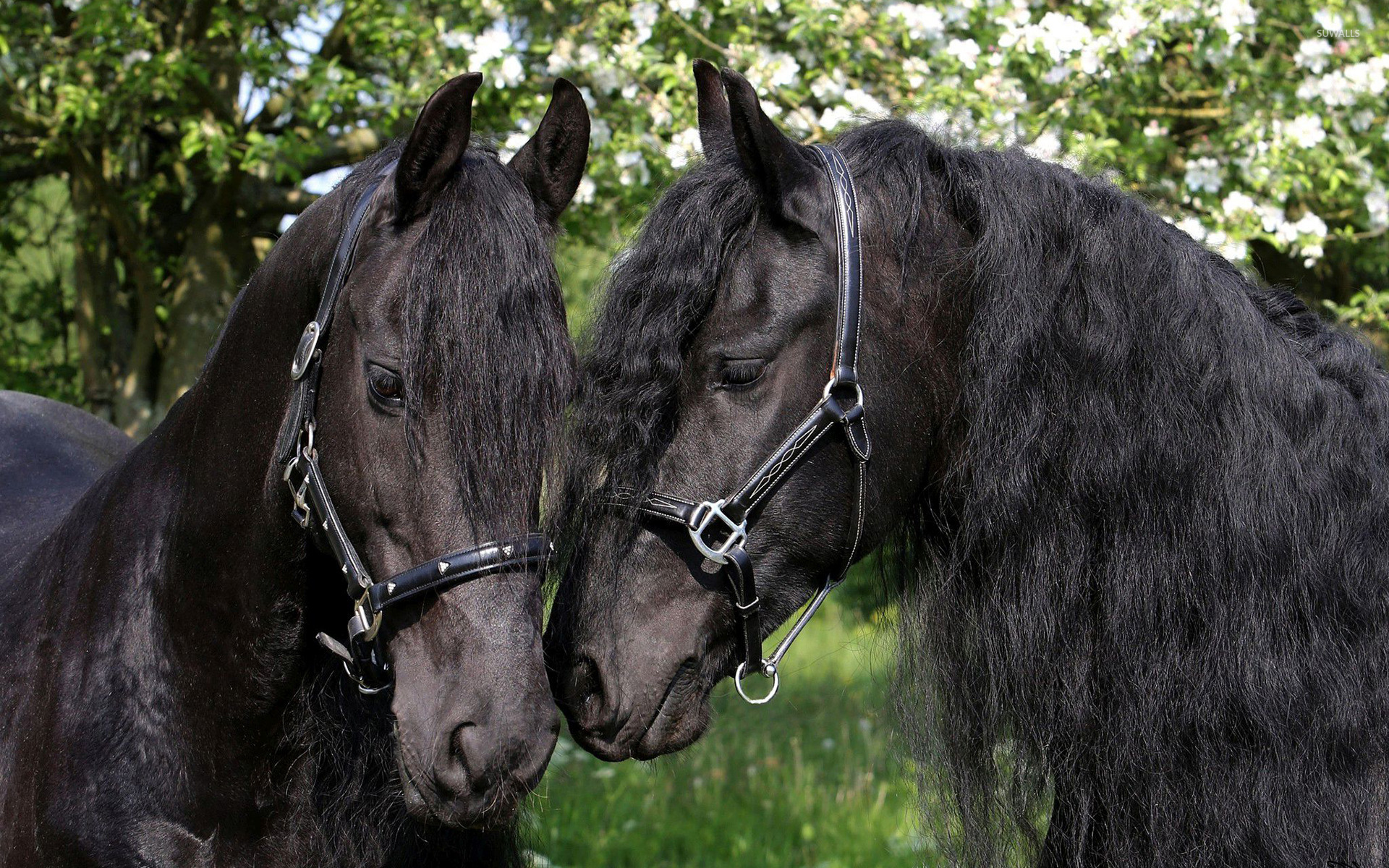 black-horses-wallpaper-animal-wallpapers-32785