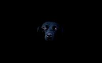 Black Labrador in the shadows wallpaper 1920x1200 jpg