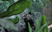 Black panther [2] wallpaper 2560x1600 jpg