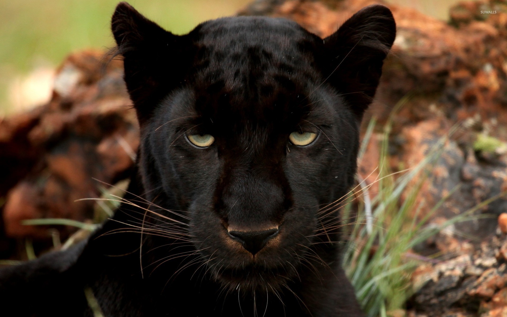 Page 28  Black Panther Animal Wallpaper Images  Free Download on Freepik