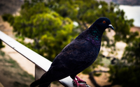 Black pigeon wallpaper 3840x2160 jpg