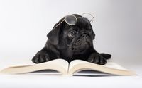 Black Pug with glasses wallpaper 2560x1600 jpg