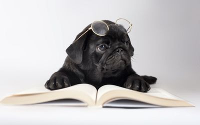 Black Pug with glasses wallpaper