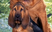 Bloodhound [2] wallpaper 1920x1080 jpg