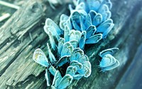 Blue butterflies wallpaper 1920x1200 jpg