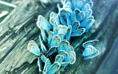 Blue butterflies wallpaper