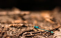 Blue dragonfly wallpaper 2560x1600 jpg