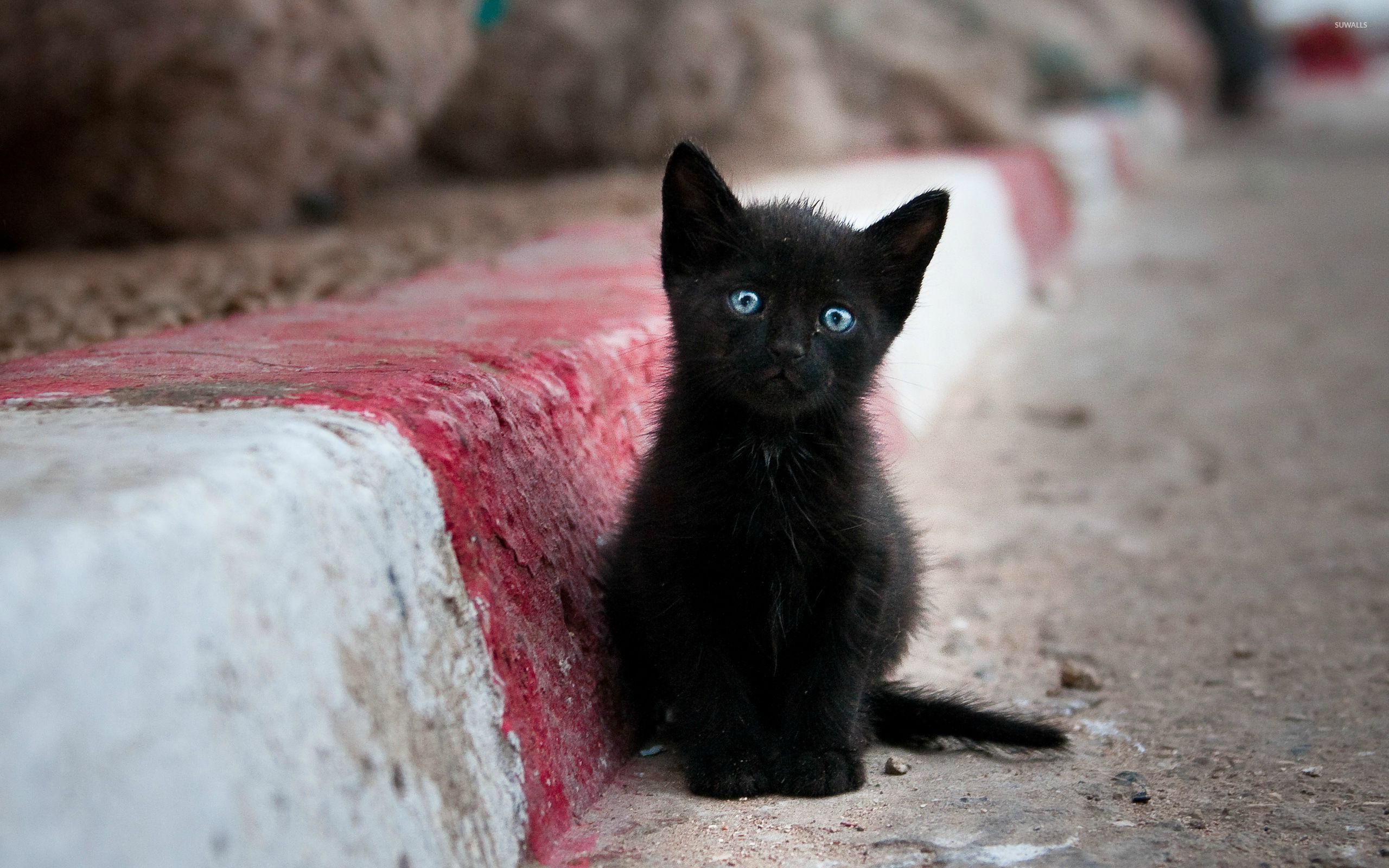 fluffy black kittens with blue eyes