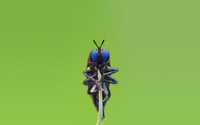 Blue eyed insect wallpaper 1920x1200 jpg