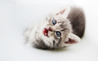 Blue eyed kitten looking up wallpaper 2560x1600 jpg