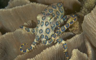 Blue-ringed octopus wallpaper