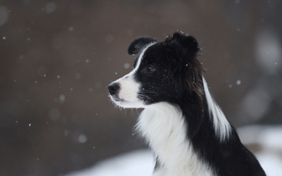 Border collie in the snowfall wallpaper