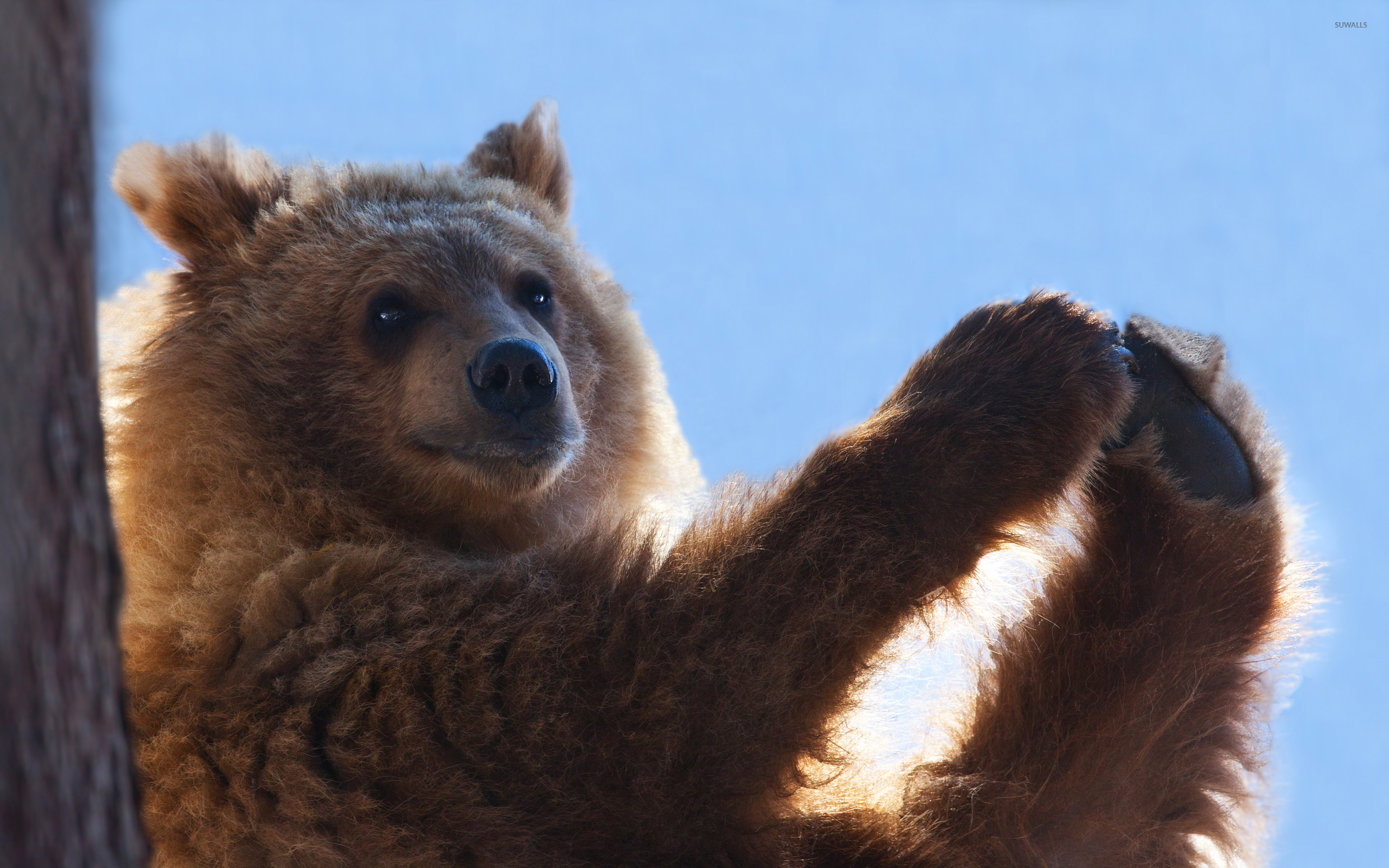Cute Brown Bear Wallpapers  Top Free Cute Brown Bear Backgrounds   WallpaperAccess