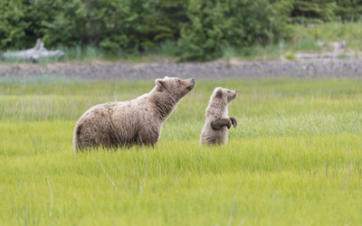 Brown bear with a cub [2] wallpaper