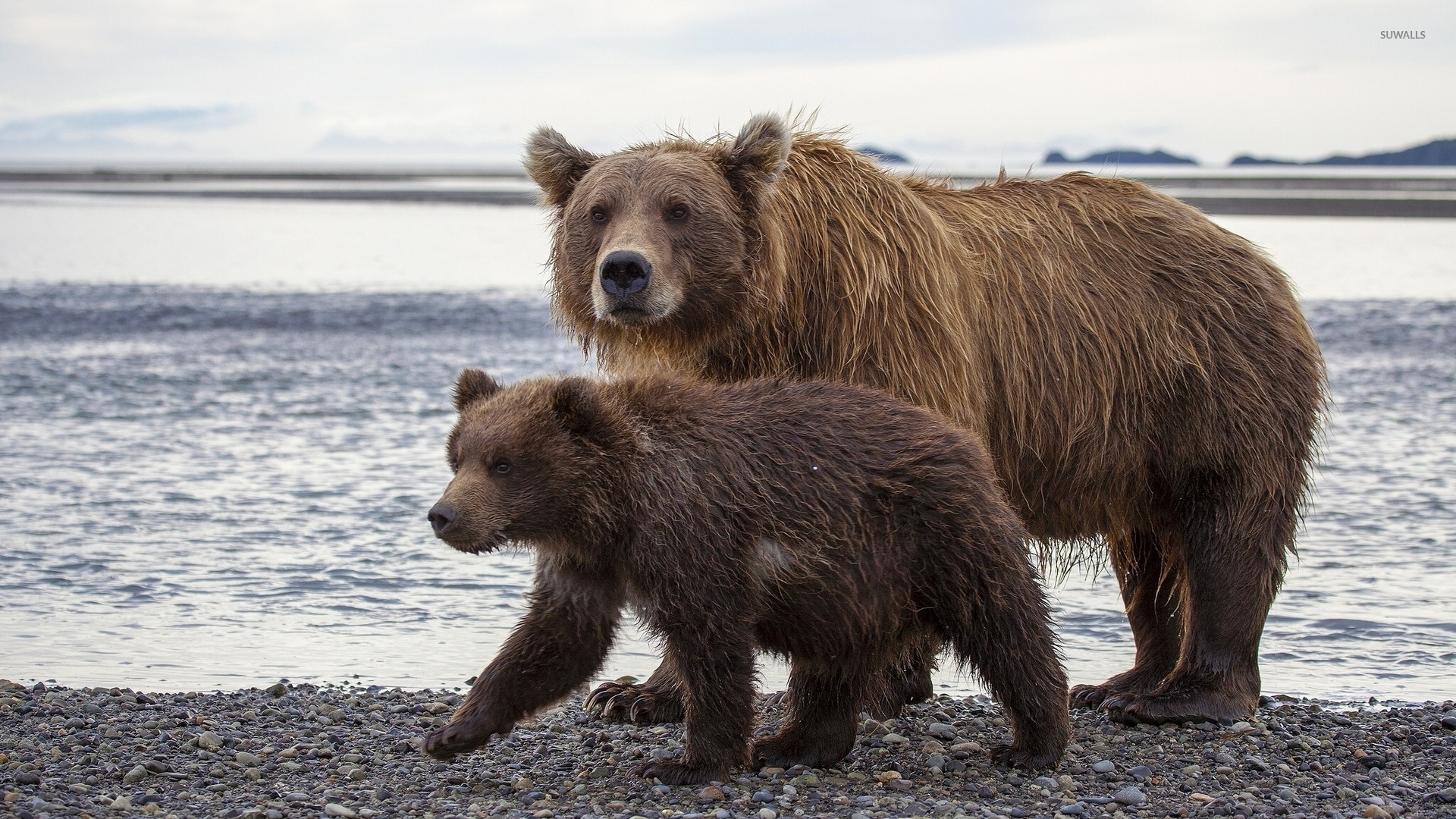 Brown bear with a cub [3] wallpaper - Animal wallpapers - #42793