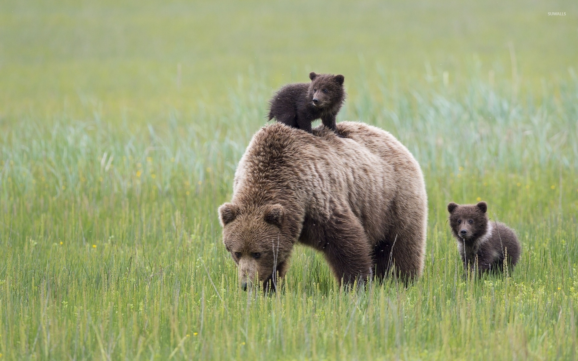 Brown bear with cubs [2] wallpaper Animal wallpapers 42867