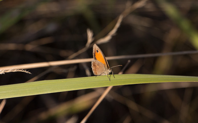 Brown butterfly on a grass blade wallpaper