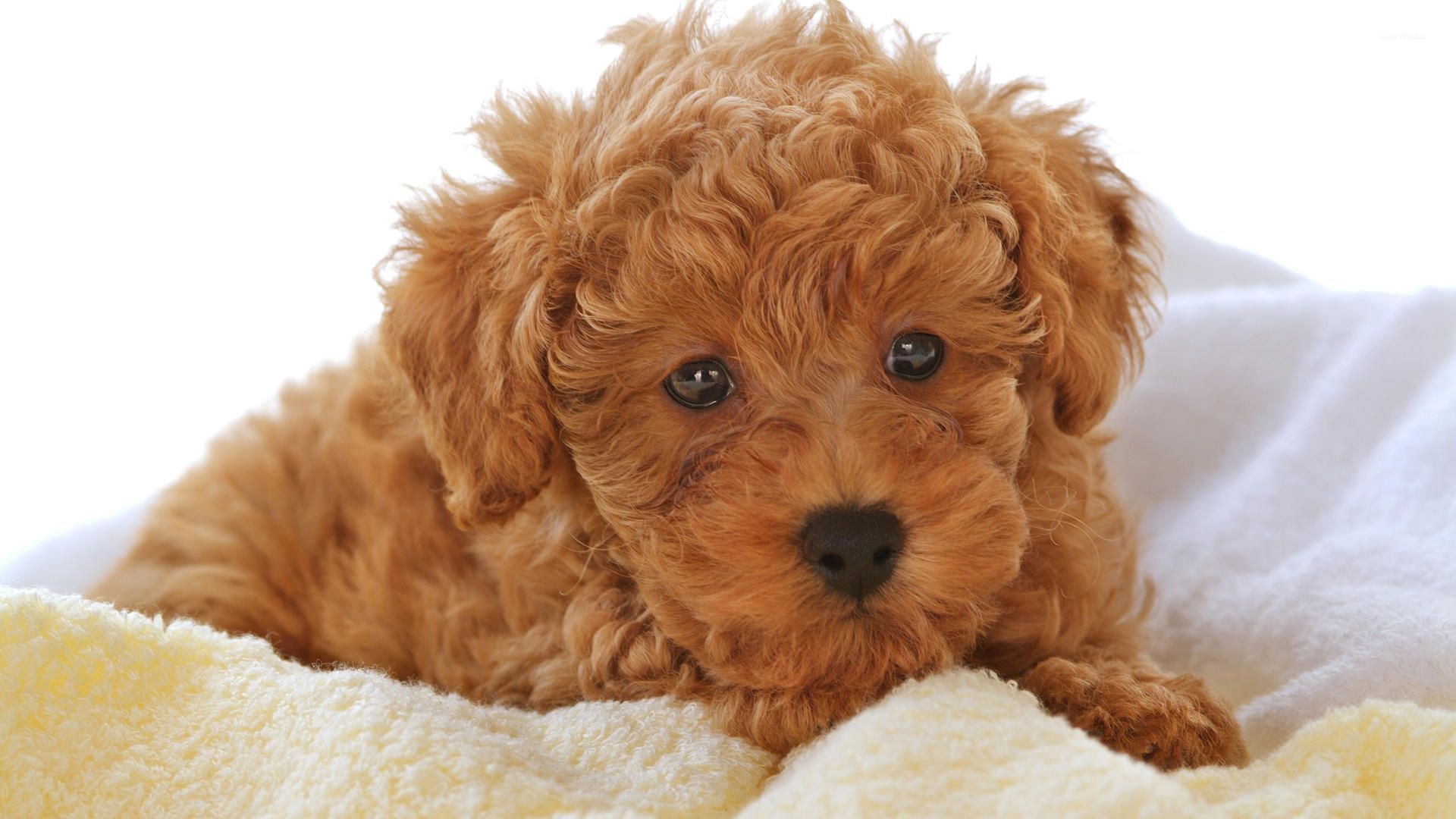 Brown fluffy puppy on a blanket wallpaper - Animal wallpapers - #52599