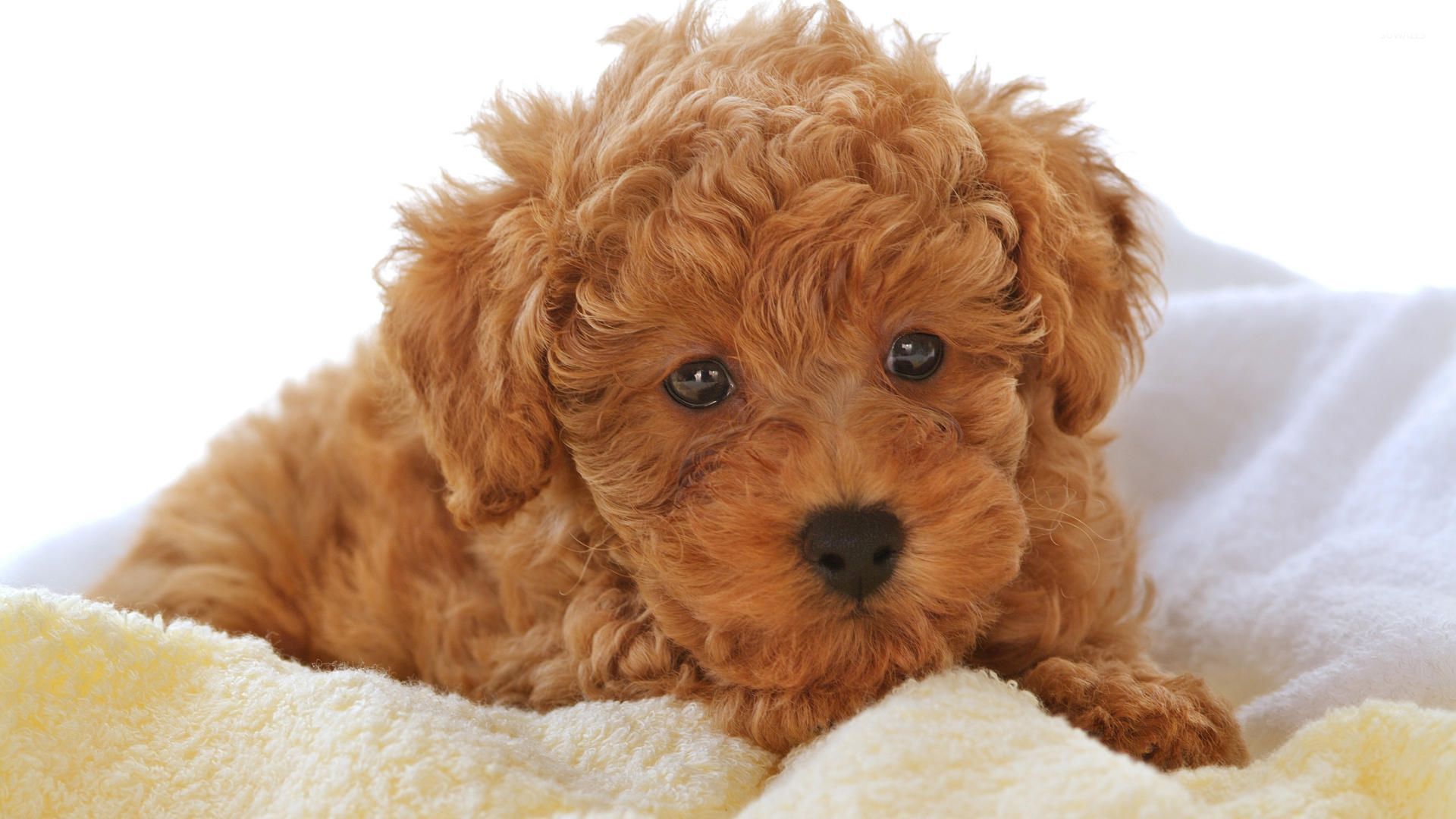 Cute Brown Puppy Breeds Cute Brown Puppy Breeds