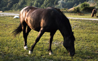 Brown horse on the meadow wallpaper 3840x2160 jpg