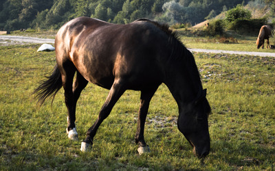 Brown horse on the meadow wallpaper