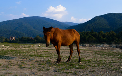 Brown horse on the pasture wallpaper