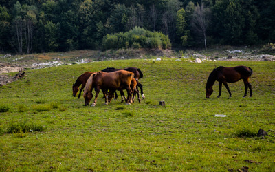 Brown horses grazing on the meadow wallpaper