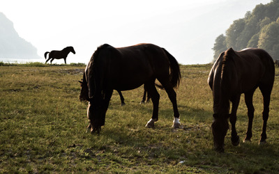 Brown horses on the meadow wallpaper