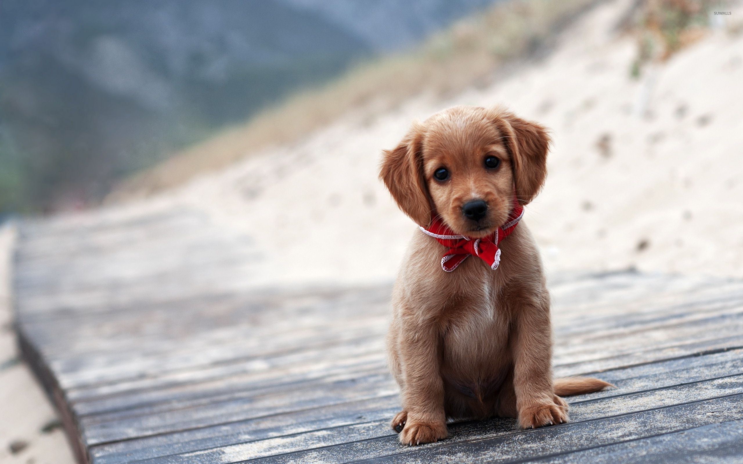 Brown Puppy Wallpaper Animal Wallpapers 32833 Brown Puppy Wallpaper Animal Wallpapers 32833