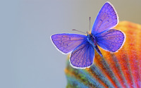 Butterfly [5] wallpaper 2560x1600 jpg