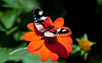 Butterfly [6] wallpaper 2560x1600 jpg