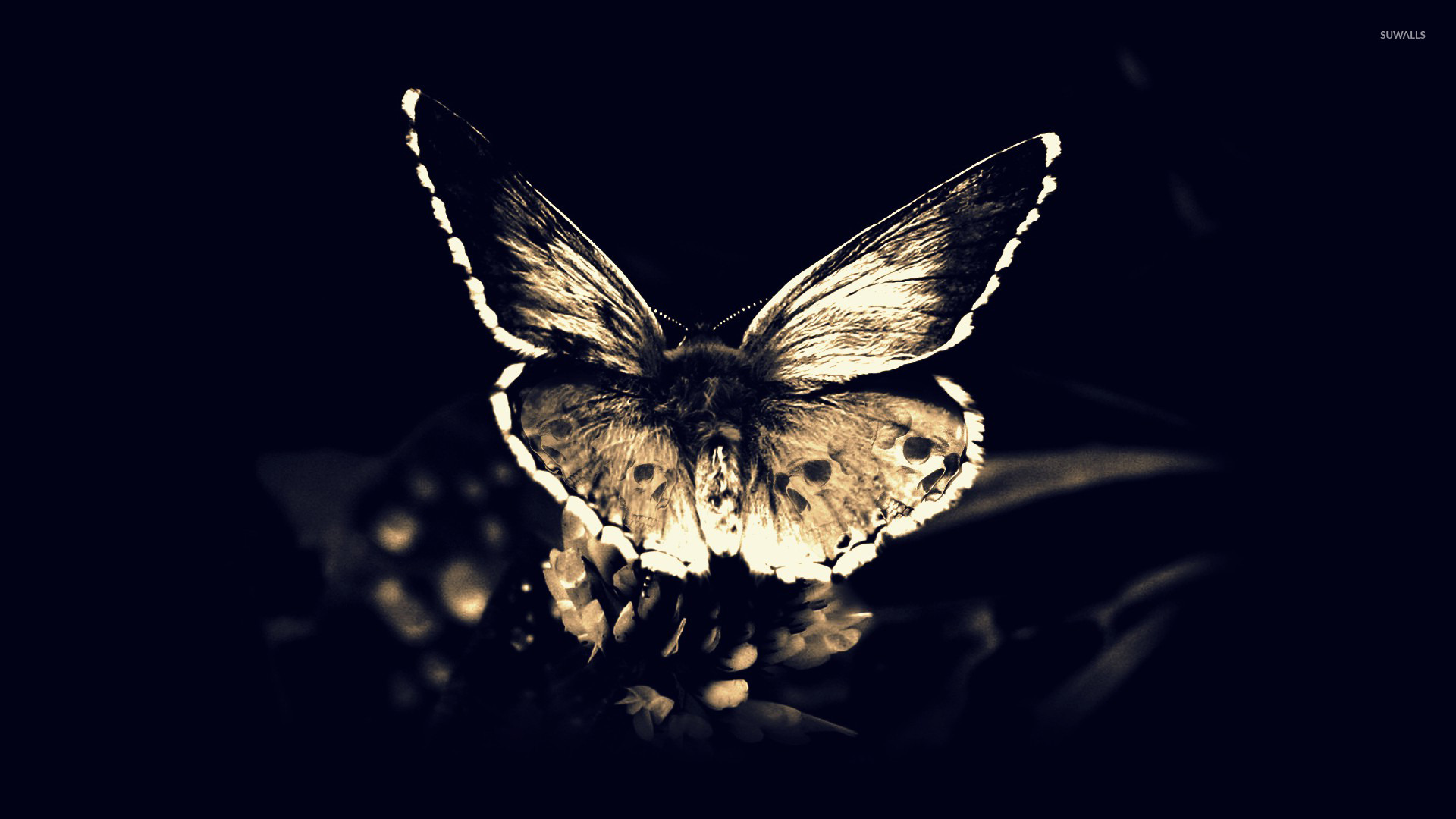 Черные ночные бабочки. Бабочки на черном фоне. Бабочка на темном фоне. Обои на рабочий стол бабочки. Черная бабочка на черном фоне.