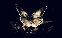 Butterfly [21] wallpaper 1920x1080 jpg
