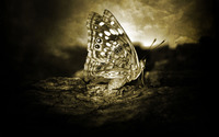 Butterfly [24] wallpaper 2880x1800 jpg
