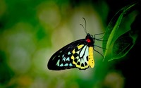 Butterfly [16] wallpaper 2880x1800 jpg