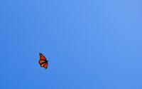 Butterfly [36] wallpaper 1920x1200 jpg