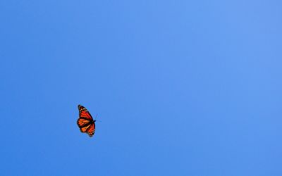 Butterfly [36] wallpaper