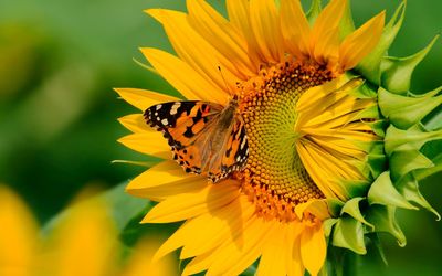 Butterfly on the sunflower Wallpaper